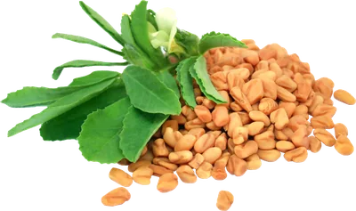 Fenugreek