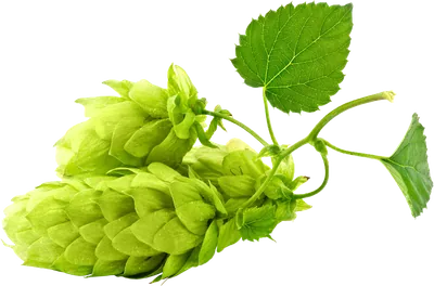 Hops