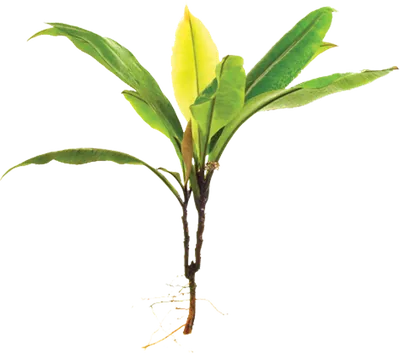 Kacip Fatimah